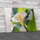 Zantedeschia Aethiopica Or Arum Lily Canvas Print Large Picture Wall Art