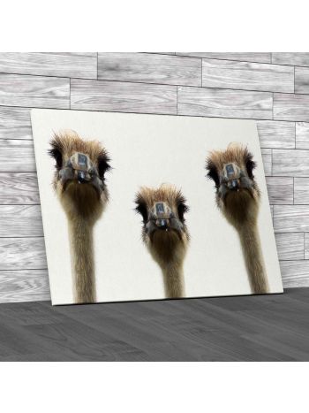 Isolated Ostriches Heads Canvas Print Large Picture Wall Art
