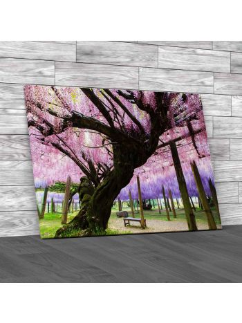 The Great Wisteria Flower Canvas Print Large Picture Wall Art