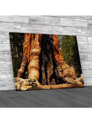 Grizzly Giant In Yosemites Mariposa Grove Canvas Print Large Picture Wall Art