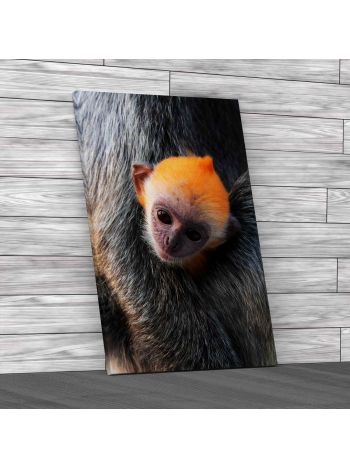 Baby Silver Leaf Monkey Canvas Print Large Picture Wall Art
