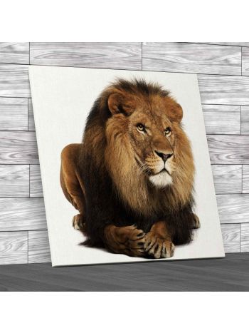 Portrait of Laying Lion Square Canvas Print Large Picture Wall Art
